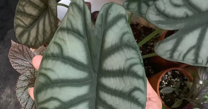 Alocasia Baginda