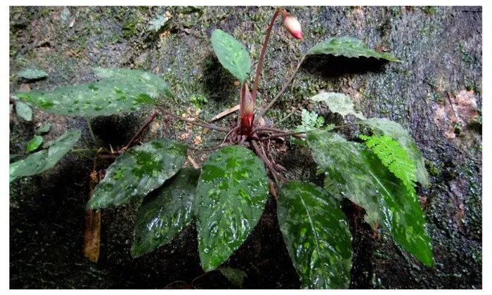 Piptospatha repens
