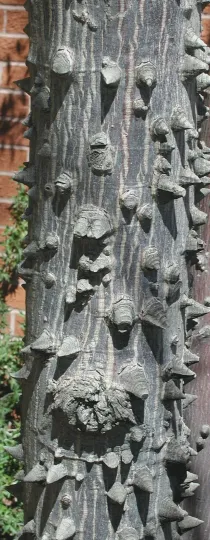 Ceiba acuminata