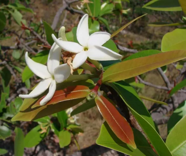 Hancornia speciosa