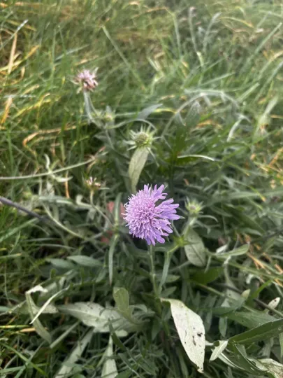 Field scabious