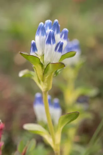 Elwes' gentian