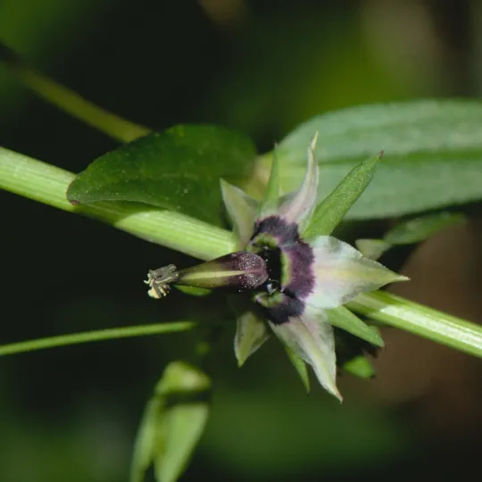 Swertia purpurascens