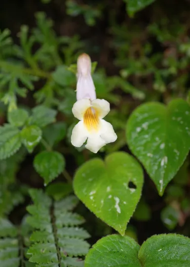 Henckelia grandifolia