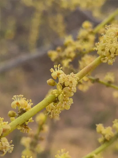 Ланнея коромандельська