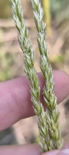 Crested hair grass