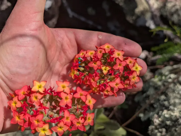 Kalanchoe lateritia