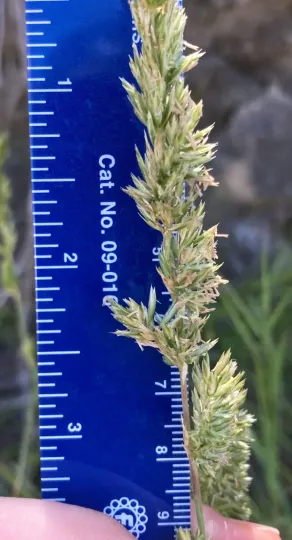 Crested Hair Grass