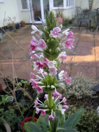 Morina coulteriana