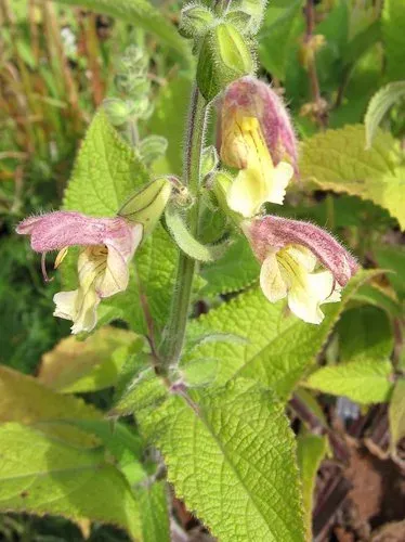 Cloud sage