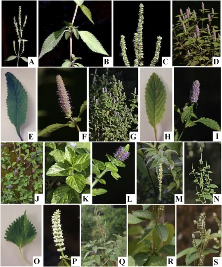 Elsholtzia pilosa