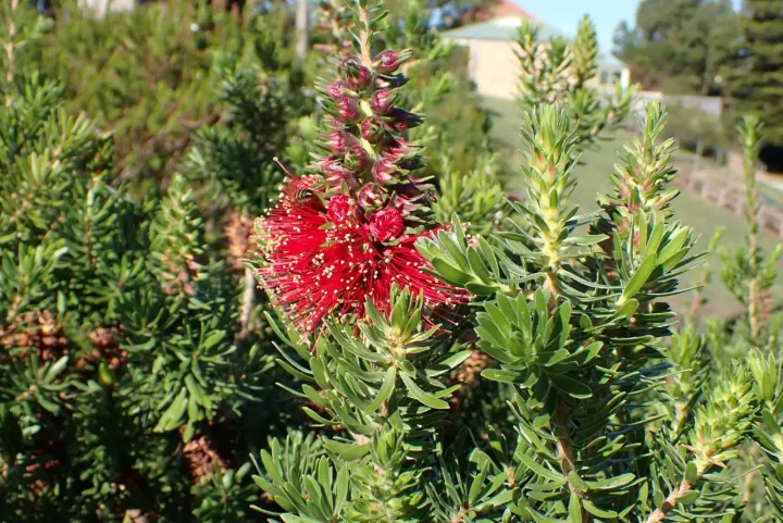 Kunzea baxteri