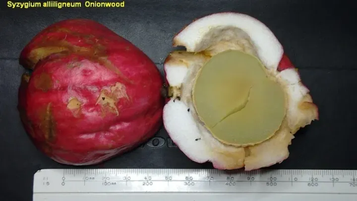 Onionwood