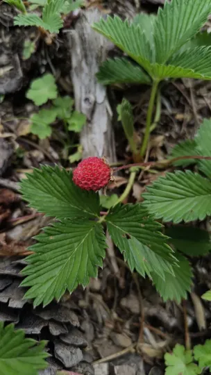 Fragaria nubicola