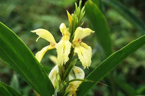 Cautleya gracilis