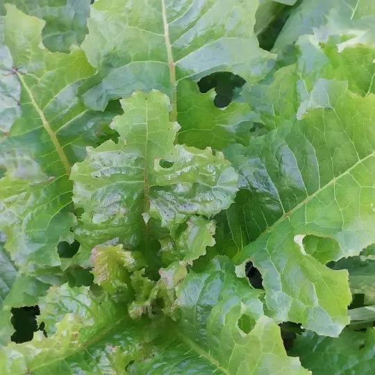 Lettuce