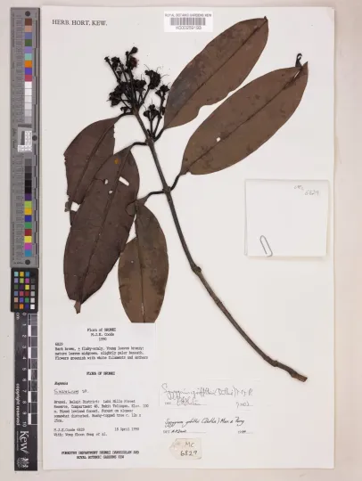 Syzygium griffithii