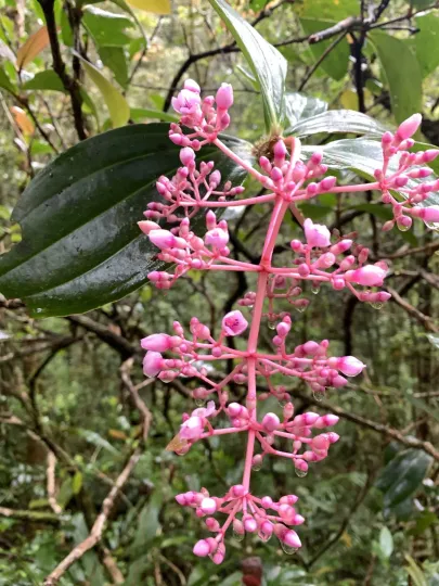 Medinilla speciosa