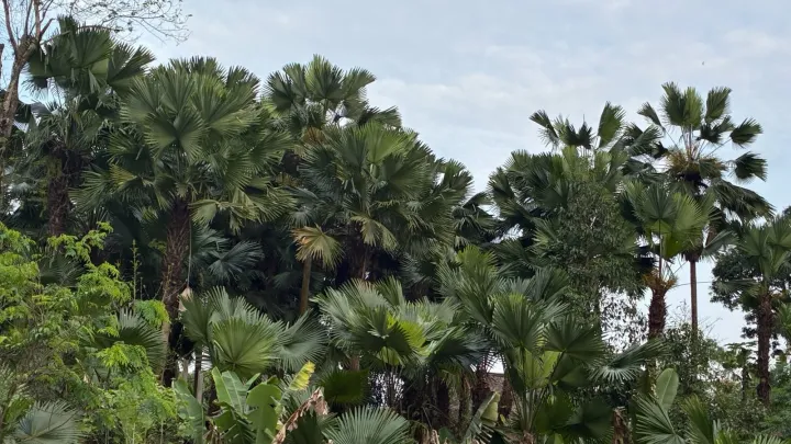 Livistona jenkinsiana