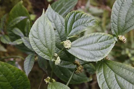 Elatostema nasutum