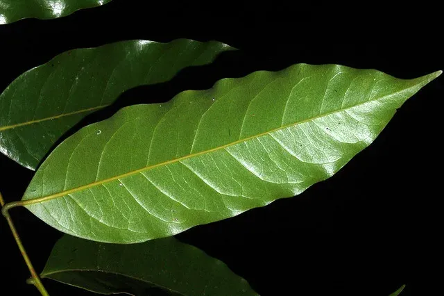 Endiandra cowleyana