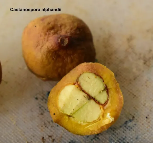 Castanospora alphandii