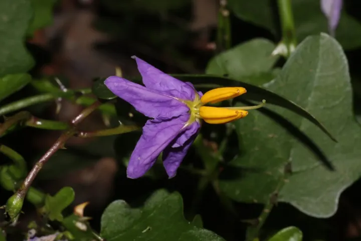 Solanum trilobatum