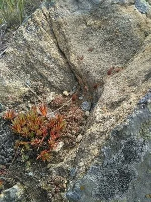 Saxifraga mucronulata
