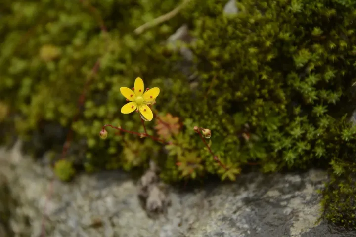 Brunon's Saxifrage