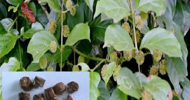 Ункария каллофилла