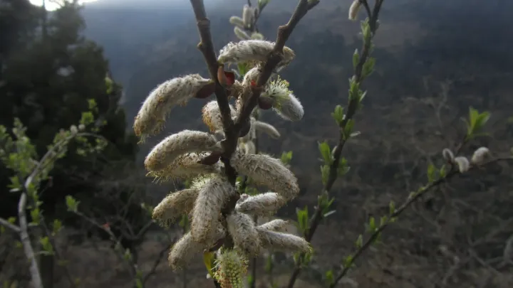Sikkim willow