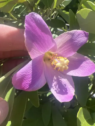 Norfolk Island hibiscus