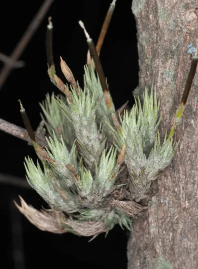 Tillandsia tricholepis