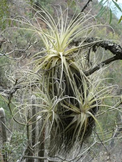Tillandsia straminea