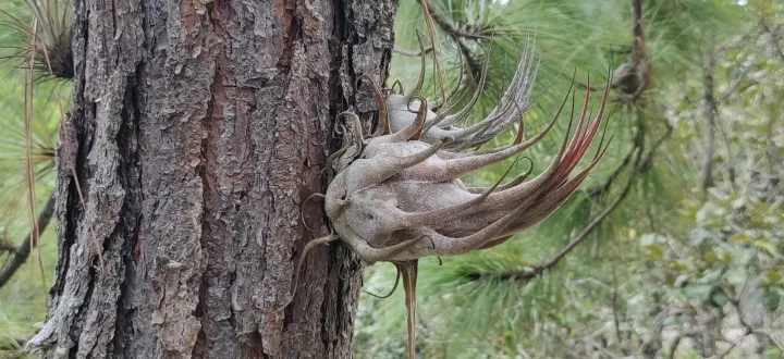 Tillandsia seleriana