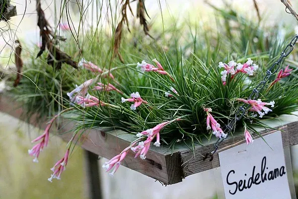 Tillandsia seideliana