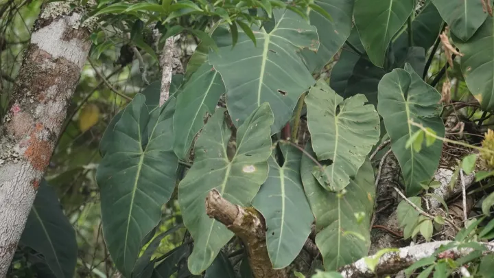 Philodendron minarum