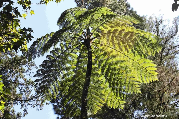 Cyathea crinita