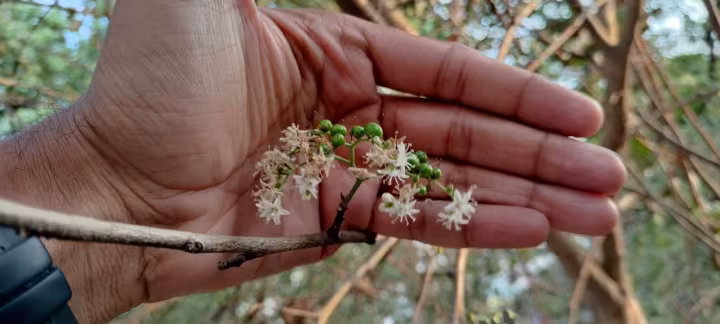 Ehretia aspera