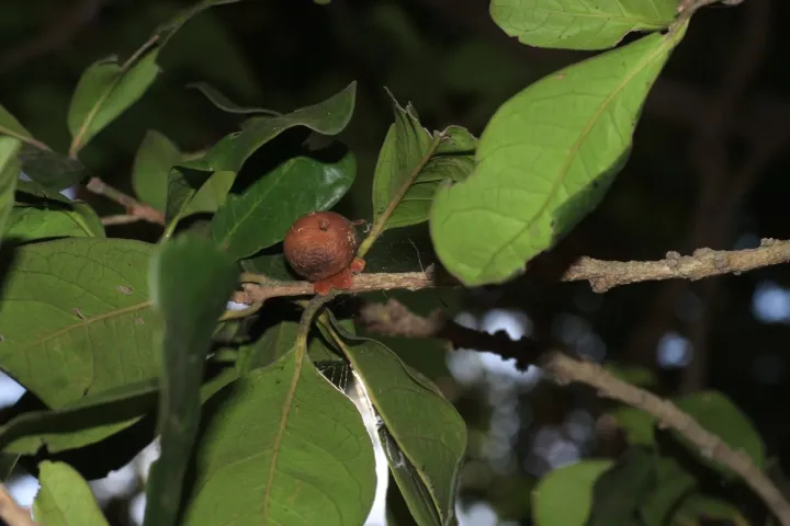 Oval-leaved persimmon