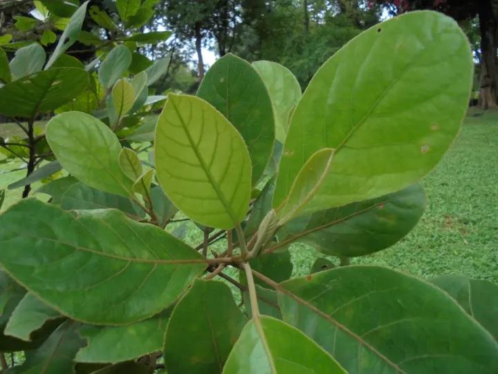 Elaeocarpus subvillosus
