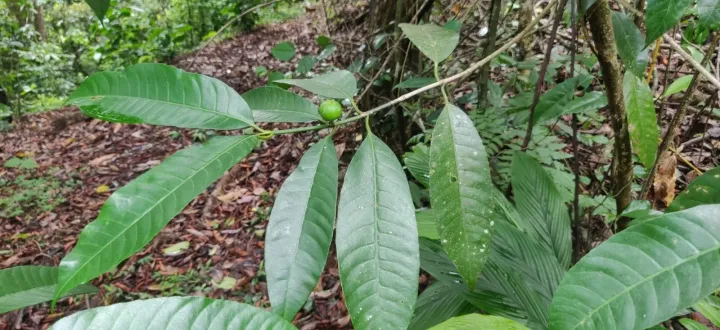 Excoecaria oppositifolia