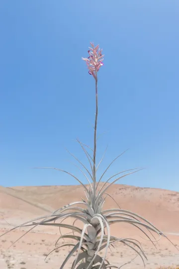 Tillandsia purpurea