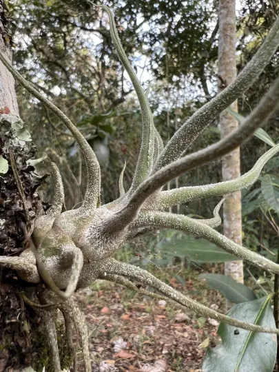 Tillandsia pruinosa