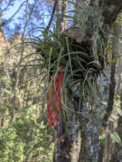 Tillandsia oaxacana