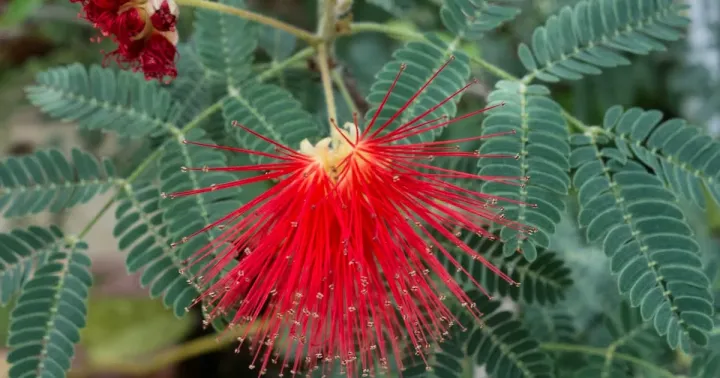 Calliandra guildingii