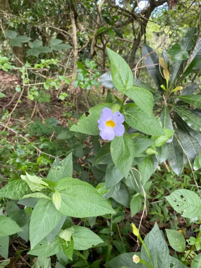 Natal clockvine