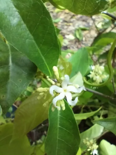 Ichnocarpus frutescens