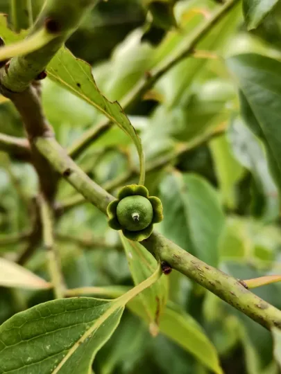 Japanese persimmon