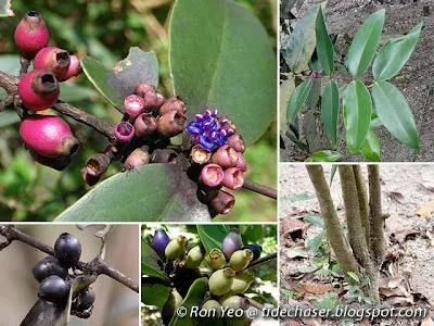 Fagraea ridleyi